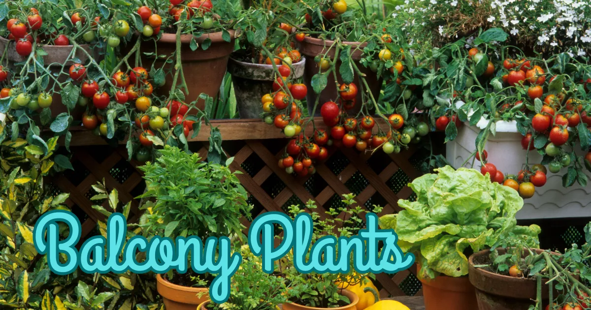 A vibrant balcony garden with insect-repelling plants