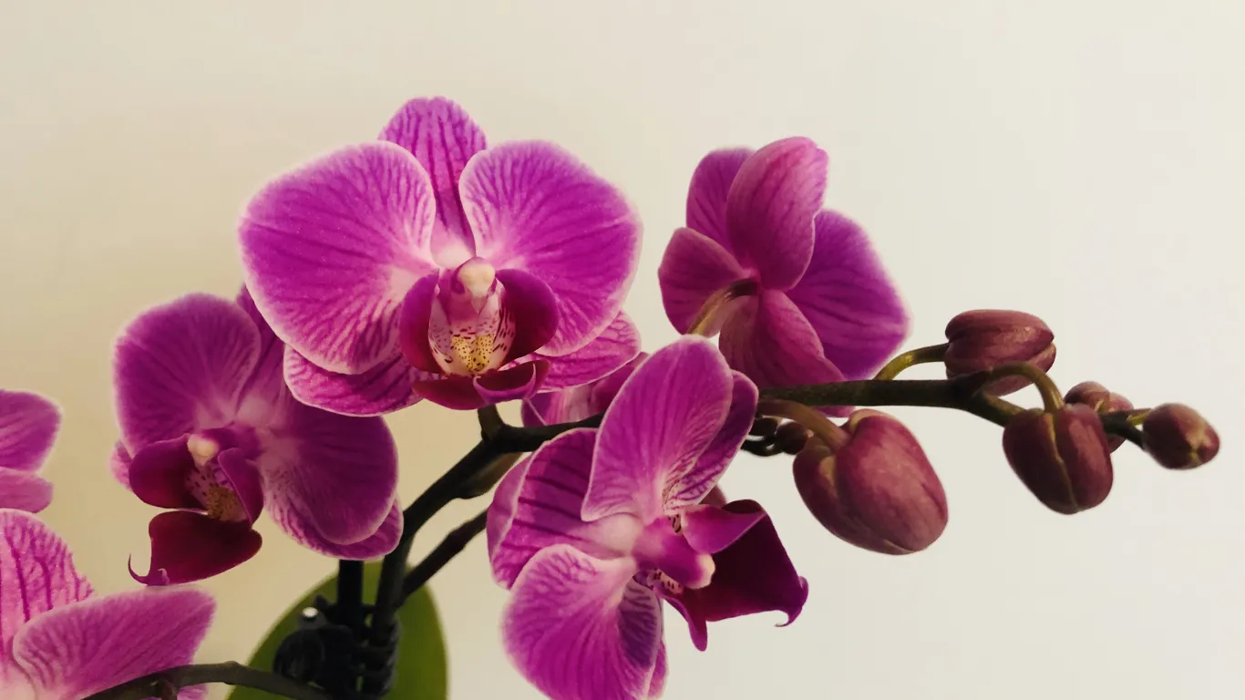 Close-up of a healthy orchid flower