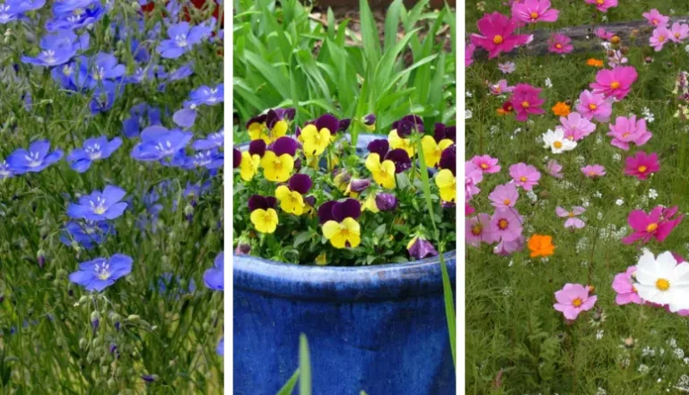 15 Low Maintenance Plants That Require Little Gardening Work