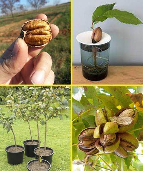 Growing Pecan Trees from Seeds: A Comprehensive Guide