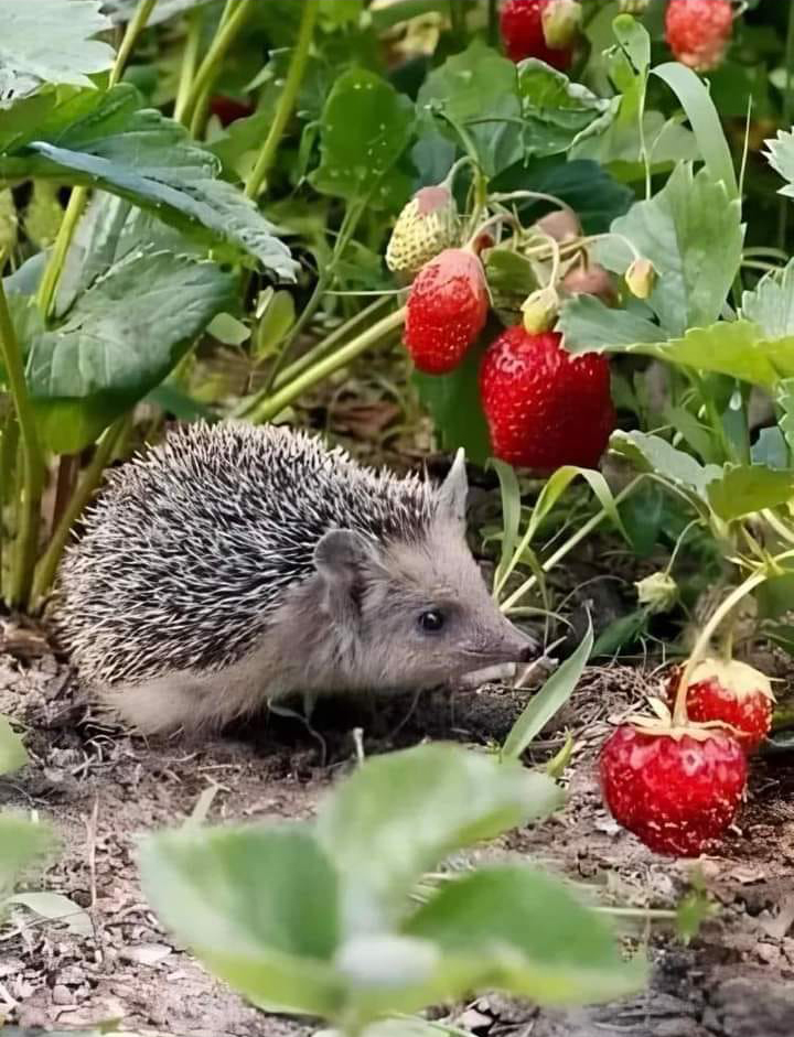 Where to Put a Hedgehog House to Attract Hedgehogs for Your Garden