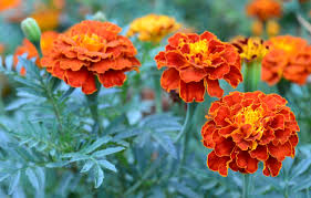 10 Reasons Why Marigolds Are the Best Flowers for Your Garden