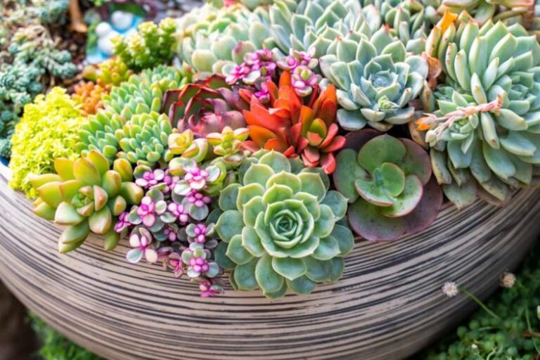 How to Grow Succulents in Water: A Unique Way to Add Greenery to Your Home