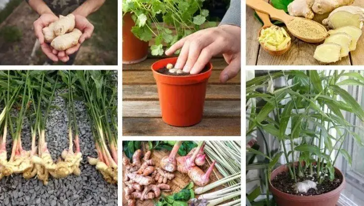 Secrets for planting ginger in a pot or your garden for endless supplies at home