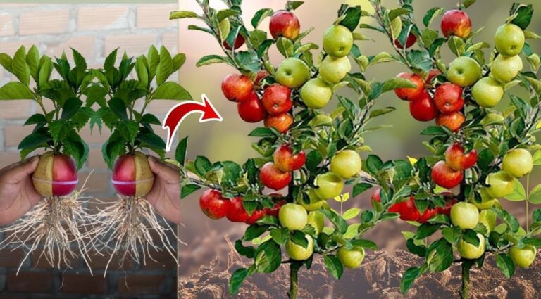 How to Grow an Apple Tree from a Seed and Obtain a Fruitful Plant