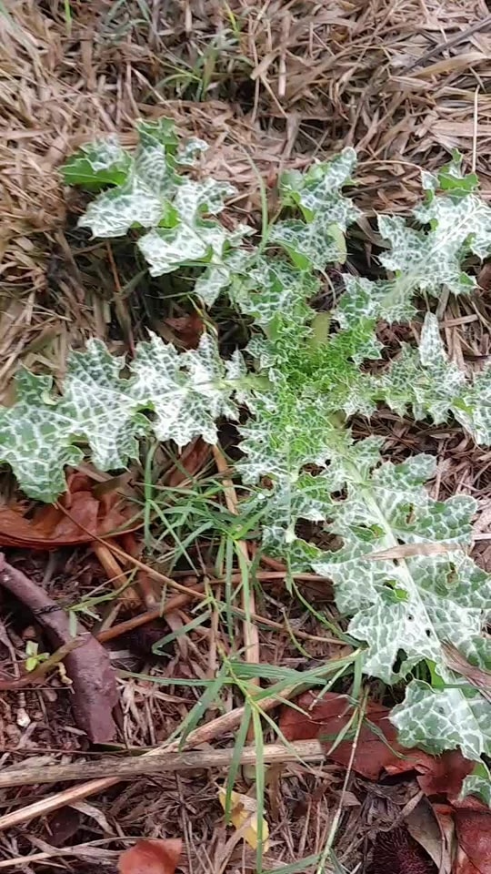 The Amazing Benefits of Milk Thistle