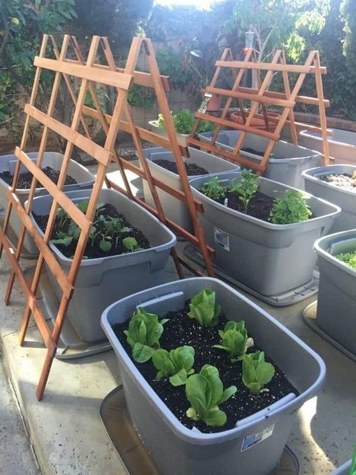 The Benefits and Tips for Container Gardening: A Great Idea for Urban Gardeners