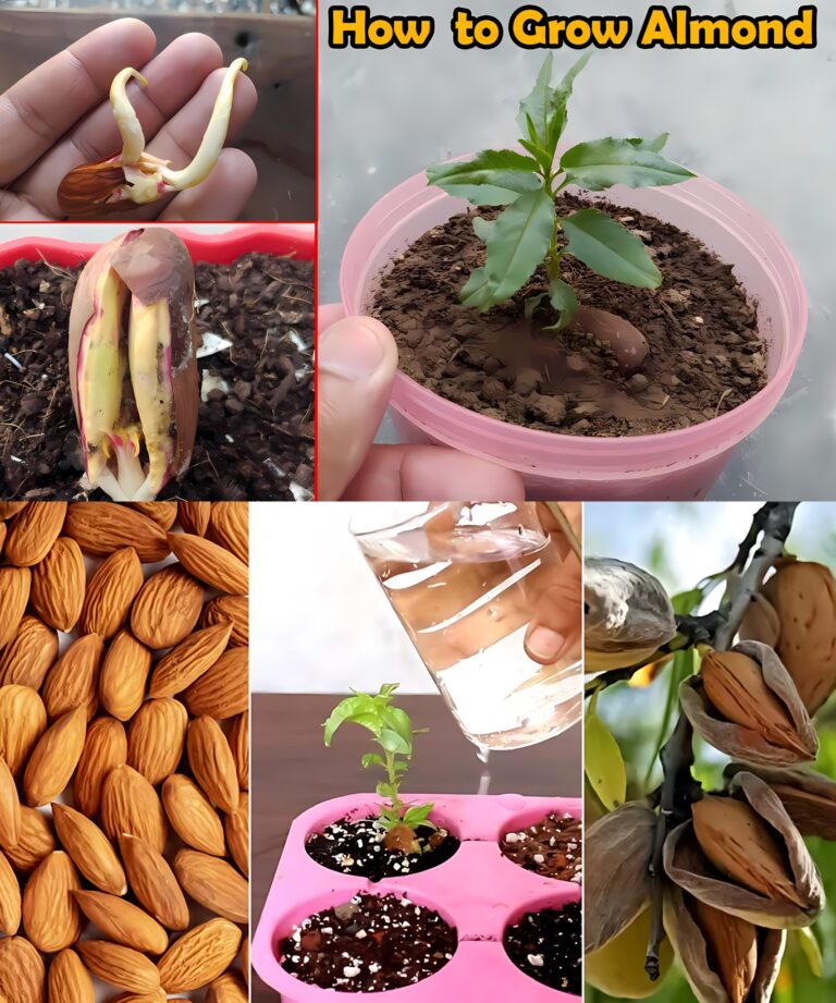 Best Method to Grow an Almond Tree from Seeds at Home 🌱🌳