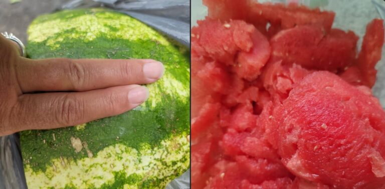 The Secret to Picking a Perfect Watermelon: A Lesson from a Florida Farmer