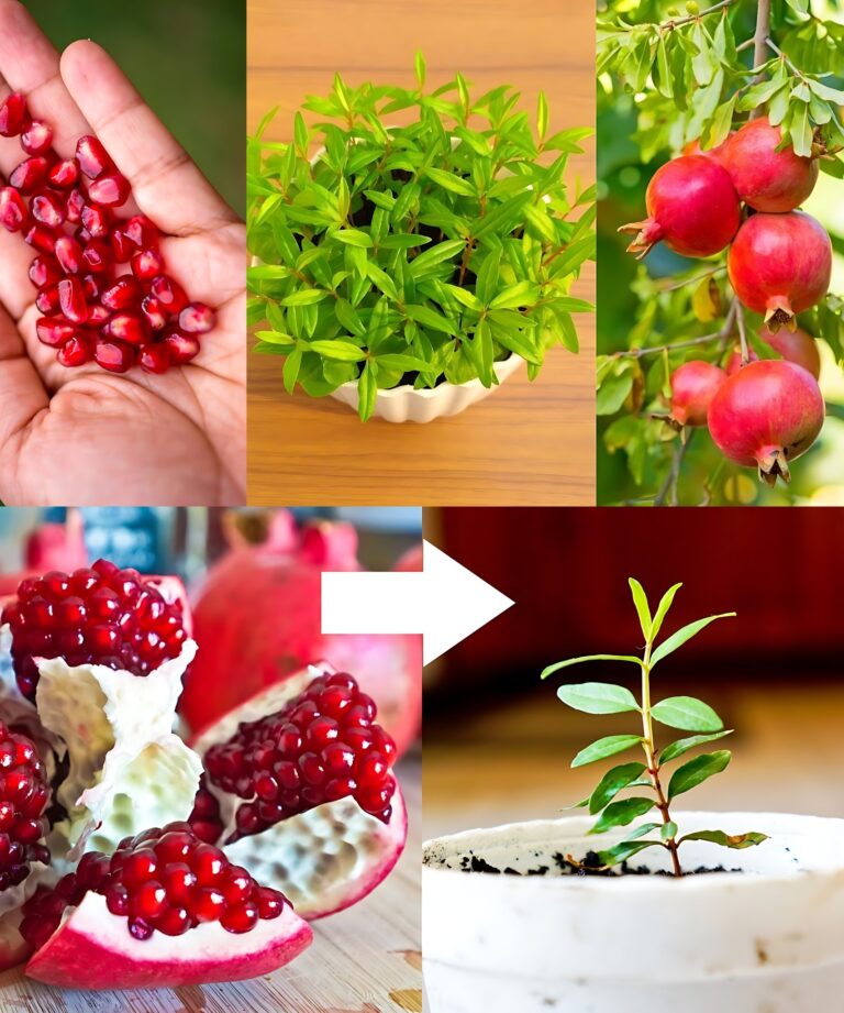 How to Grow a Pomegranate Tree from Seed: A Step-by-Step Guide