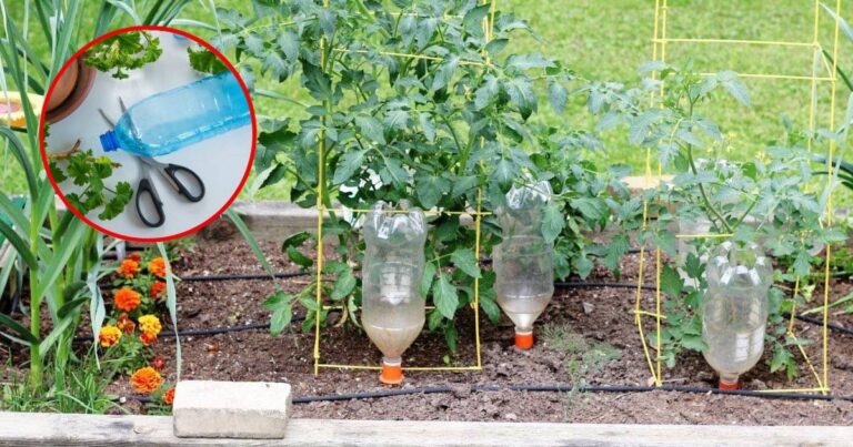 6 Steps To Craft A DIY Automatic Bottle Vegetable Waterer