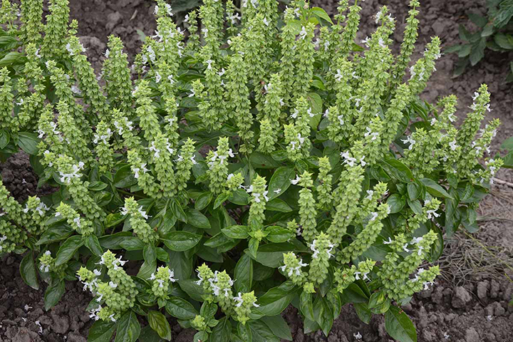 Don’t Discard the Flowers on Your Basil: They’re Gold When Used Like This