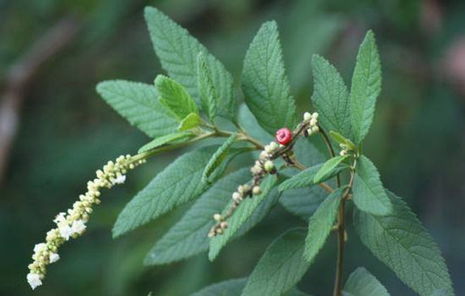 The Miracle Plant that Cures Various Diseases: A Detailed Guide