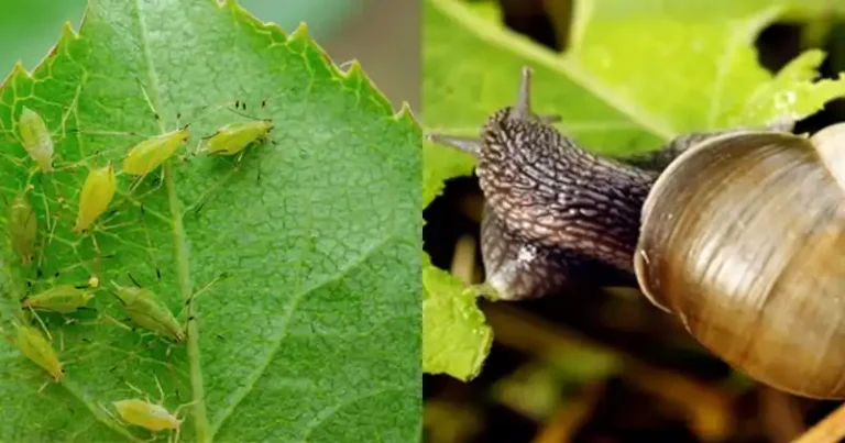 Natural Pest Control: Using Hot Red Pepper to Repel Aphids and Snails