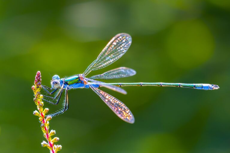 Attracting Dragonflies: Natural Mosquito Control for Your Garden