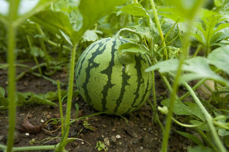 Step-by-Step Guide to Growing Watermelons