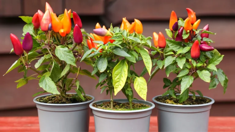 Growing the Best Pepper Plants in Containers 🌿🌶️