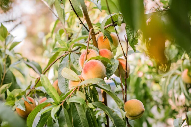 Expert Tips for Growing Healthy and Productive Fruit Trees