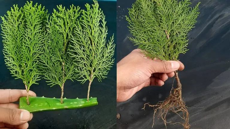 How to Propagate Thuja from Cuttings Using Aloe Vera