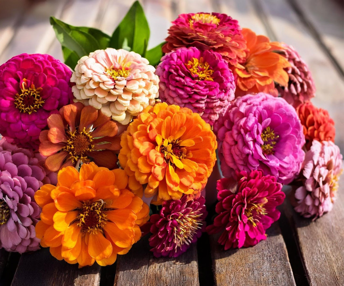 Freshly cut zinnia bouquet in a glass vase